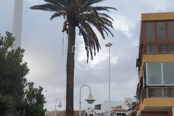 Poda y limpieza de las palmeras de Salinetas y Clavellinas/TA.